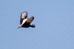Northern Black Korhaan [Afrotis afraoides afraoides]