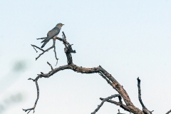 African Cuckoo [Cuculus gularis] 