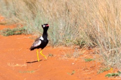 Northern Black Korhaan [Afrotis afraoides afraoides]
