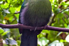 Black-billed Turaco [Tauraco schuettii] 