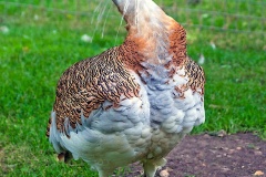 Great Bustard [Otis tarda tarda] 