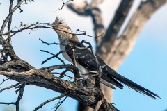 Great Spotted Cuckoo [Clamator glandarius] 