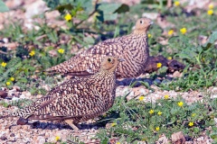 Namaqua Sandgrouse [Pterocles namaqua]
