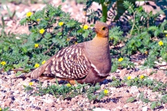 Namaqua Sandgrouse [Pterocles namaqua]