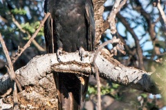 Black Cuckoo [Cuculus clamosus clamosus]