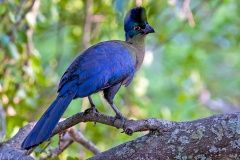 Purple-crested Turaco [Gallirex porphyreolophus porphyreolophus]
