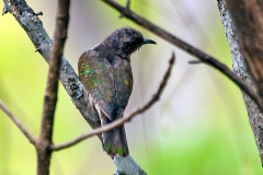 Klaas's Cuckoo [Chrysococcyx klaas]
