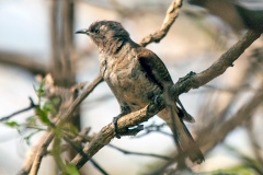 Klaas's Cuckoo [Chrysococcyx klaas]