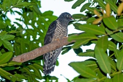 Red-chested Cuckoo [Cuculus solitarius]