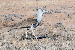 Kori Bustard [Ardeotis kori kori]