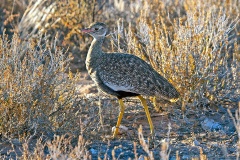 Northern Black Korhaan [Afrotis afraoides damarensis]