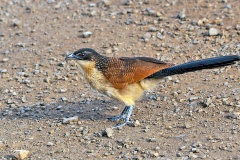 Burchell's Coucal [Centropus burchellii burchellii]