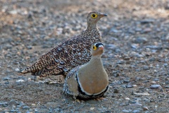Double-banded Sandgrouse [Pterocles bicinctus multicolor]