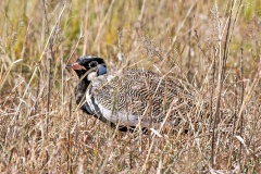 Northern Black Korhaan [Afrotis afraoides afraoides]