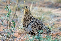 Black-faced Sandgrouse [Pterocles orientalis orientalis] 