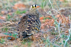 Lichtenstein's Sandgrouse [Pterocles lichtensteinii sukensis] 