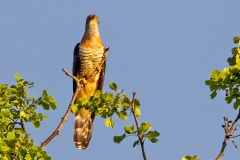 Red-chested Cuckoo [Cuculus solitarius] 