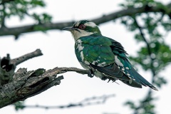 Diederik Cuckoo [Chrysococcyx caprius] 