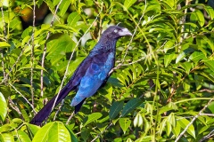 Greater Ani [Crotophaga major] 