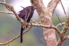Smooth-billed Ani [Crotophaga ani] 
