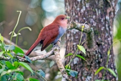 Squirrel Cuckoo [Piaya cayana macroura] 