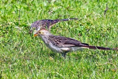 Guira Cuckoo [Guira guira] 