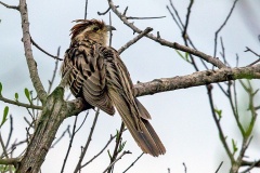 Striped Cuckoo [Tapera naevia]
