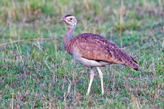 White-bellied Bustard [Eupodotis senegalensis erlangeri] 