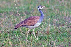 White-bellied Bustard [Eupodotis senegalensis erlangeri] 