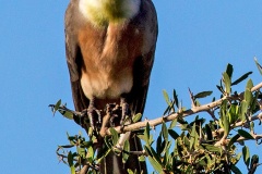 Bare-faced Go-away-bird [Crinifer personatus leopoldi]