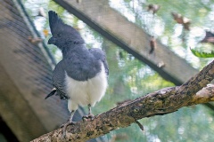 White-bellied Go-away-bird [Crinifer leucogaster]