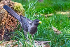 Western Plantain-eater [Crinifer piscator]