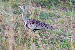 Black-bellied Bustard [Lissotis melanogaster melanogaster]