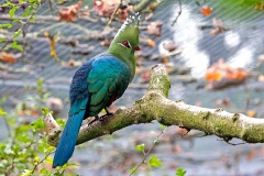 Schalow's Turaco [Tauraco schalowi]