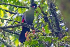 Hartlaub's Turaco [Tauraco hartlaubi] 