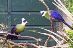 White-crested Turaco [Tauraco leucolophus]