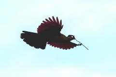 Hartlaub's Turaco [Tauraco hartlaubi] 