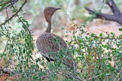 Buff-crested Bustard [Lophotis gindiana] 