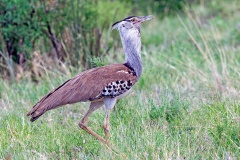 Kori Bustard [Ardeotis kori struthiunculus] 