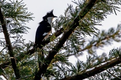 Jacobin Cuckoo [Clamator jacobinus pica] 