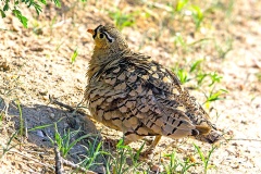 Black-faced Sandgrouse [Pterocles orientalis orientalis] 