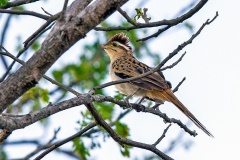 Striped Cuckoo [Tapera naevia] 