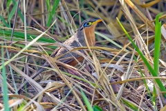 Lesser Ground Cuckoo [Morococcyx erythropygus erythropygus] 