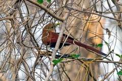 Squirrel Cuckoo [Piaya cayana thermophila] 