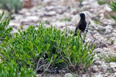NECTARINIIDAE