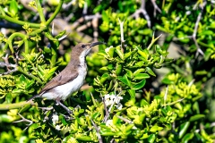 Dusky Sunbird [Cinnyris fuscus fuscus]