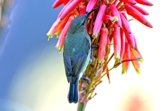 Greater Double-collared Sunbird [Cinnyris afer]