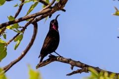 Amethyst Sunbird [Chalcomitra amethystina amethystina]