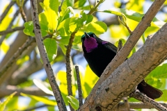 Amethyst Sunbird [Chalcomitra amethystina amethystina]