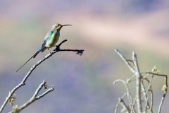 Malachite Sunbird [Nectarinia famosa famosa]